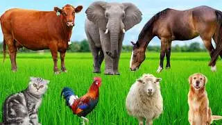 Cute Animal Sounds: Cow, Sheep, Horse, Pig, Duck, Chicken, Dog, Cat, Elephant &ndash; Explore Animals