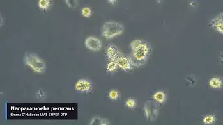 N.perurans cells