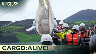 Whales Are Going HOME! Part 2 | Up Close
