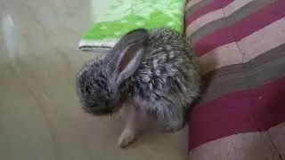 Bunny grooming itself.