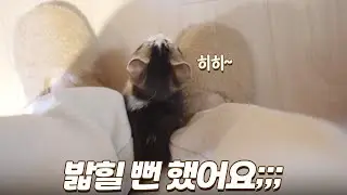 다리 다쳐서 서럽다고 우는 길냥이... | 마당 손님들 몸보신 시켜주기