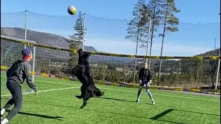 DOG PLAYING VOLLEYBALL! 🐶🏐❤️