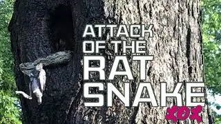 Rat Snake eating bird in Kentucky tree (2025)