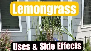 Lemongrass (Fever Grass) Uses & Side Effects // Herbs of Jamaica