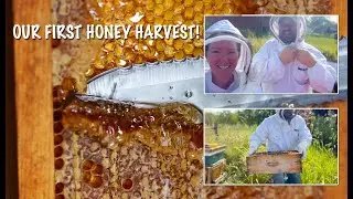 1st Honey Harvest - Day 1  - pulling frames, taking for a drive, scraping into bucket, filling jars!