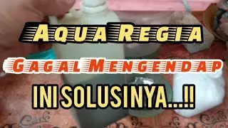 PART  1 | AQUA REGIA GAGAL MENGENDAP... INI SOLUSINYA  ‼️