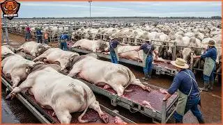How Australians Process 9.1 Million Cattle Every Year at Modern Cattle Farm | Wild Boar Hunting
