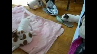 Jack Russell lovely puppies