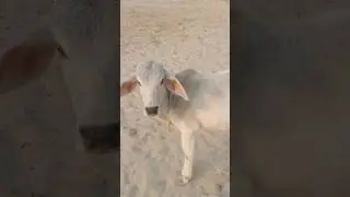 desirt tharparkar cow #music #remix #dj #tharparkarcow