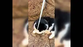 Cat plays with yarn (day 1)