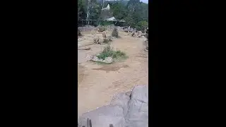 Elephants Form 'Alert Circle' During Earthquake Monday