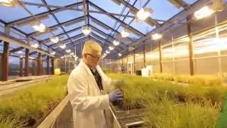 Hybrid vigour in ryegrass