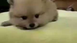 Hideous Creature