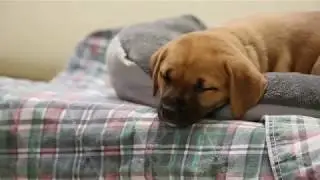 What Can This Adorable Sleeping Puppy Tell Us About Ocean Threats?