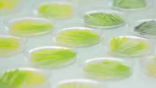 Algenist Skincare: биотехнологии из Сан-Франциско