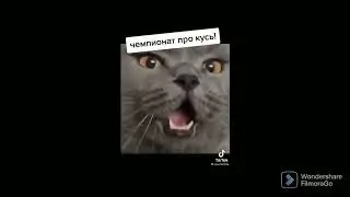 Прикольные Жывотные