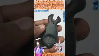Extremely unbelievable miracle Mastya Avatar shaligram fish with gills and 3 double Vishnu chakras.