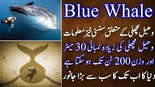 Blue Whale Ka Size Kitna Bara Hosakta Hai? | Interesting Facts About Blue Whale |Urdu Infomentry