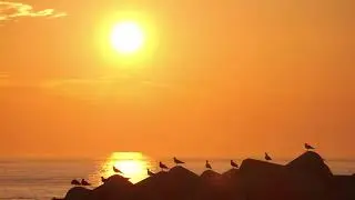 [7Hours] Relaxing Music Live 🌅 Morning Calm, Sunrise & Ocean Waves