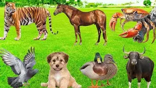 Farm Animal Habitats: Flamingo, Pig, Chicken, Goat, Sheep, Cat, Cow, Duck &ndash; Animal Videos