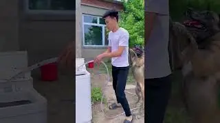 How the Dog Saves Puppies #shorts #pets #fluffyfriend #funny