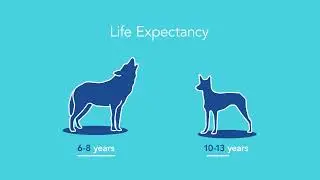 AskVCA Nutrition - Should I feed a raw diet to my pet?