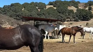 Healing with Horses, Equine Assisted Psychotherapy #EquineTherapy #HealingWithHorses #TherapyAnimals