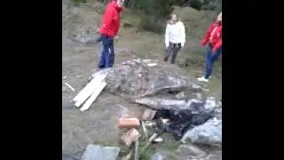 surstromming irish birthday in sweden