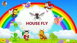 INSECTS FOR KIDS Learning &ndash; Insect Names with image and video | Perfect for Preschoolers & Toddlers!