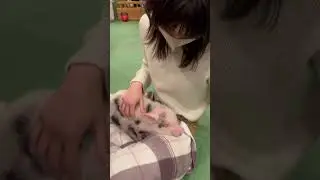в Токио можно поиграть с мини-пигами