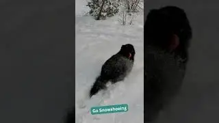 Three PET FRIENDLY WINTER Activities