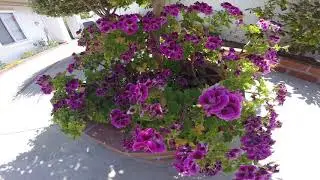 What is this Deep Purple Flower