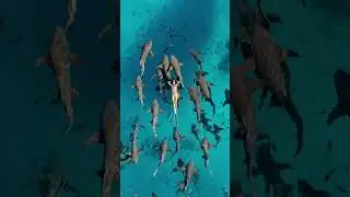 Surrounded by nurse sharks in Maldives