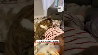 Pet Cat Comforts Crying Toddler