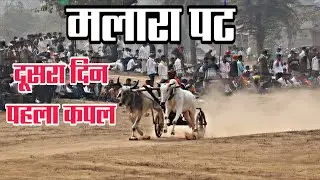 मलारा पट 🐂 दूसरा दिन पहला कपल All' Video || #patkediwane #ox #bull #viral 