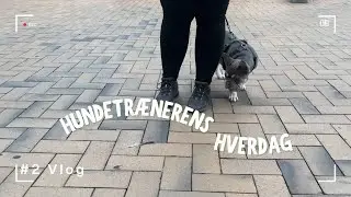 Træning med den usikre hund, gå pænt i snor og tandbørstning - Hundetrænerens hverdag #2