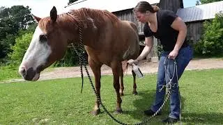 Horsey Vlog- Cleaning Peach's Feet, Working on the New Pasture