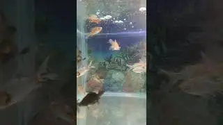 fish 🐠🐟 #aquarium #fish #shorts #youtube #blogger @PawanSinghOfficial009 #kids #babies
