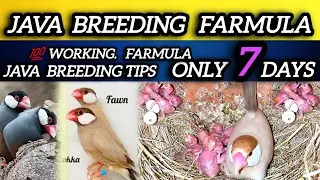 Java Sparrow Breeding Farmula / Java Birds Breeding Tips / Fast Breeding farmula for java sparrow 
