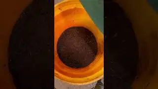 How I clear problems in my worm bin #worms #gardening #composting #vermicomposting #wormbin #soil
