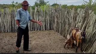JOÃO DO Ó MOSTRA CABRA ANGLO-NUBIANO PARIDA DE 3 CABRITO E CONTA HISTÓRIA DE VAQUEIRO NATECIO