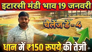 Challenge Day _4 || धान 🌾 में ₹150 रुपये की तेजी 19 जनवरी #itarsimandibhav05 #paddyratetoday #live 