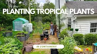 Grow Palms and Canna Lilies in Pots | Easy Tropical Gardening Tips | Container Garden Soil Mix