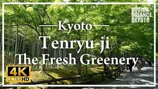 In early summer, Fresh maples cover the &lsquo;Sogenchi&rsquo; Garden in a refreshing green color.