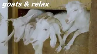 Goat and relax music - for stress relief, relaxation, meditation