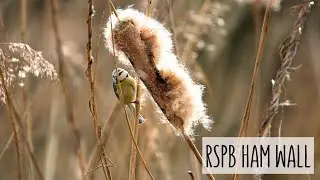 The BEST Bird Watching Location in England? - RSPB Ham Wall - Nature Diaries