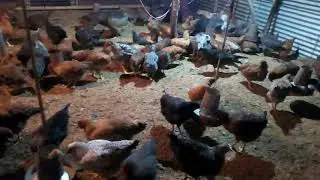 Lamjing Meira coiler farm