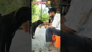dog lover 🐶#trending #viral #shorts #dog #dogfight #pitbull #Desi dog #vlog @SurendarSinghvlogs