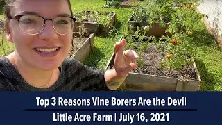 Top 3 Reasons Why Vine Borers Are the Devil | Little Acre Farm Garden Tour July 16, 2021