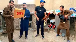 Ye Murga Tu Bht kamal Ka Hai 😁Cusin Ko Pets Gift Kr Diye